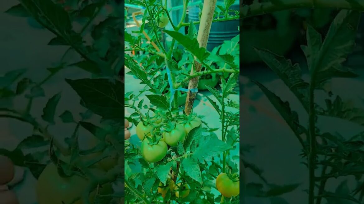 vegetable harvesting | gardening | #gardening #garden #farming #nature #short vegetable harvesting | gardening | #gardening #garden #farming #nature #short