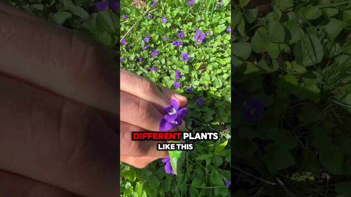 vegetable gardening is kind of a scam
