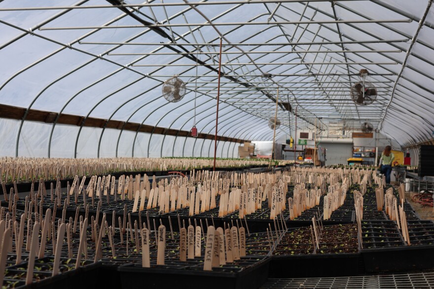 A wide shot of the interior of a greenhouse. Many rows of plastic trays with small plant seedlings and popsicle sticks labeled "Lettuce" stretch to the back of the greenhouse. 