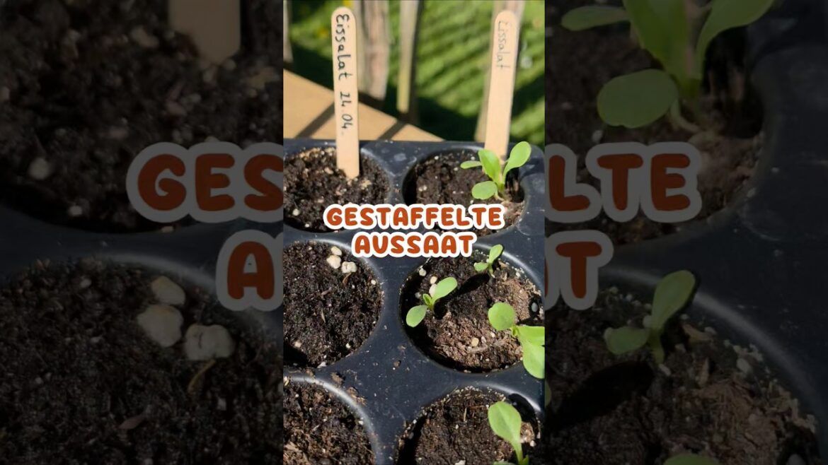 Gartenabfänger vs. Profis: Gestaffelte Aussaat! 💪 #Gemüsegarten #Gemüsebeet #Gemüseanbau #Gartentipp Gartenabfänger vs. Profis: Gestaffelte Aussaat! 💪 #Gemüsegarten #Gemüsebeet #Gemüseanbau #Gartentipp