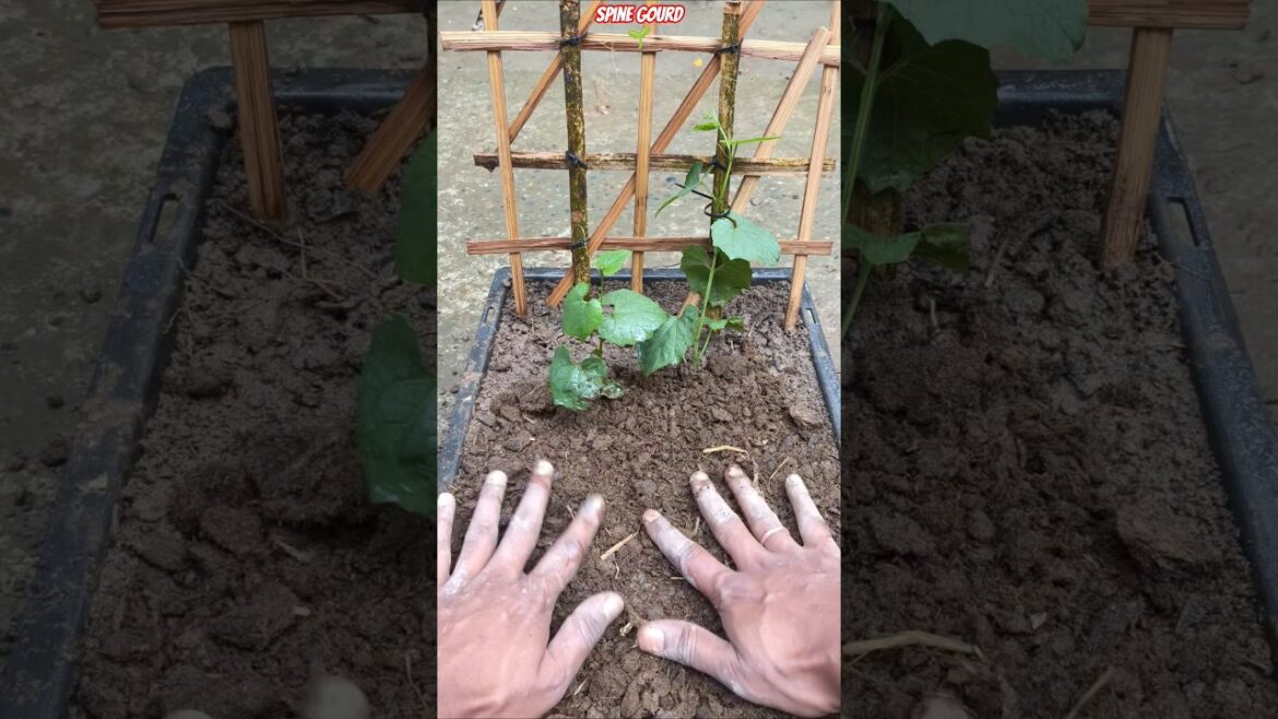 🔥 100% Result Spine Gourd Growing Trick in Plastic Crate | Banana Stem + Leaf Compost Boost! #shorts