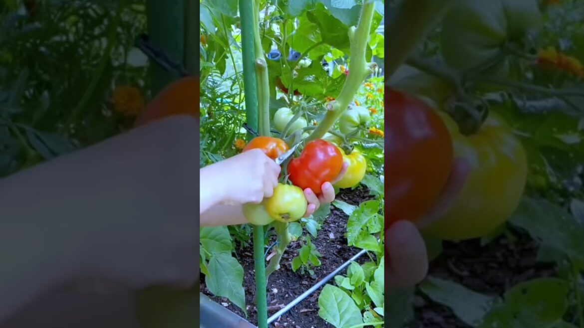 Peaceful Garden Harvest 🌿 #gardening