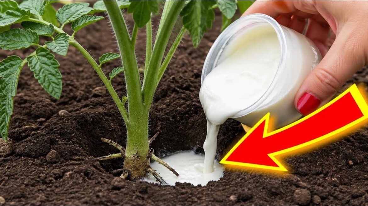 👉ONLY 1 cup AND YOUR TOMATO WILL EXPLODE