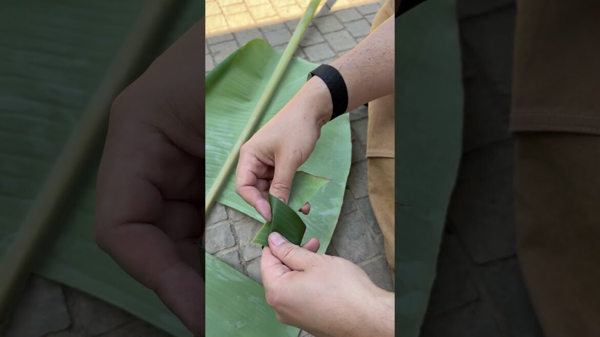 I grow seeds in a banana leaf pot...