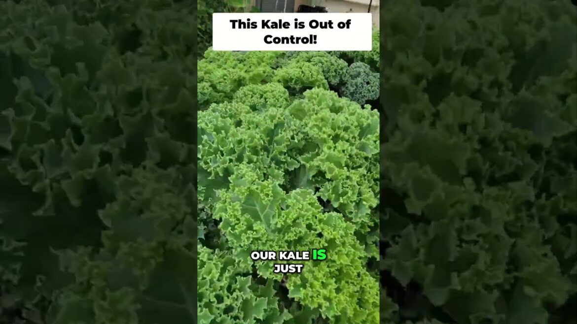 California Gardening: Massive Kale Harvest: How to Manage a “Kale Jungle” Massive Kale Harvest: How to Manage a "Kale Jungle"