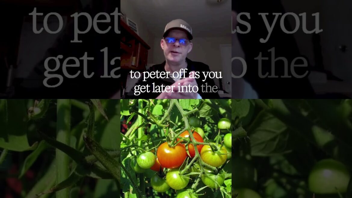 All-America Selections Flowers & Vegetables: Stop Buying the Wrong Tomatoes! Learn These Types First Determinate vs. Indeterminate #garden Stop Buying the Wrong Tomatoes! Learn These Types First Determinate vs. Indeterminate #garden