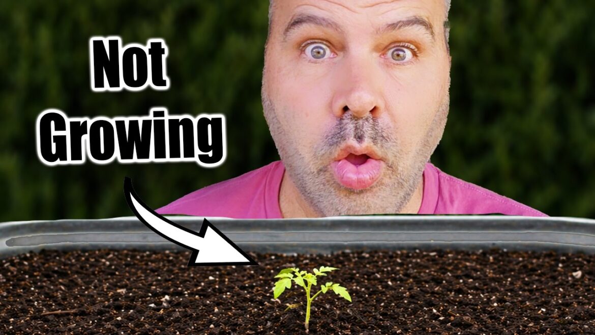 Your Plants Aren’t Growing… Here’s Why
