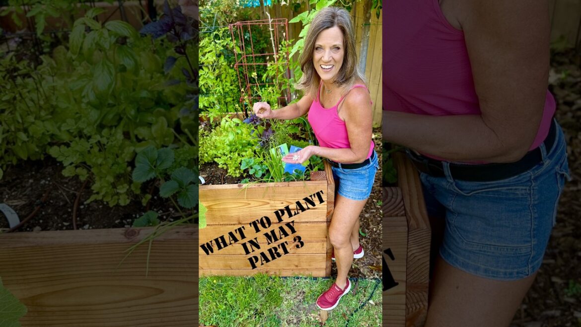 CaliKim: What To Plant In May, Pt. 2 What To Plant In May, Pt. 2