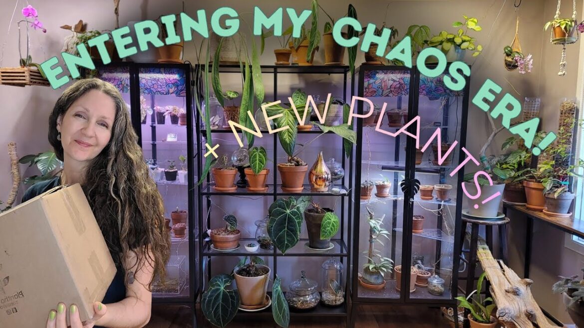 unboxing new plants from Planthaven Toronto & sharing my plans for the channel, now that I’m back ✨️ unboxing new plants from Planthaven Toronto & sharing my plans for the channel, now that I'm back ✨️