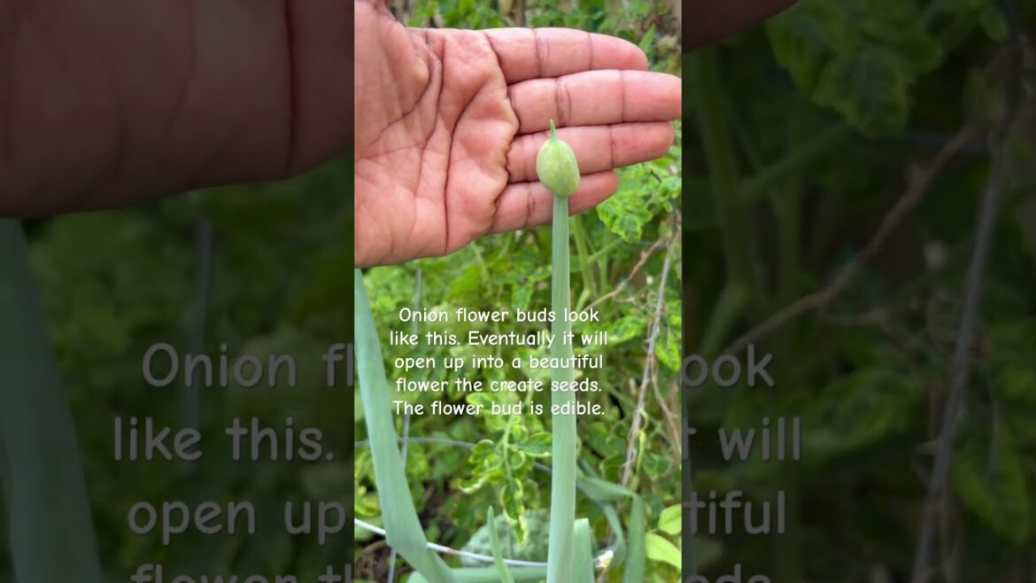 Don't Panic! Why It's OK if Your Plants Go to Seed 🌱 #lowcostgardening #gardening