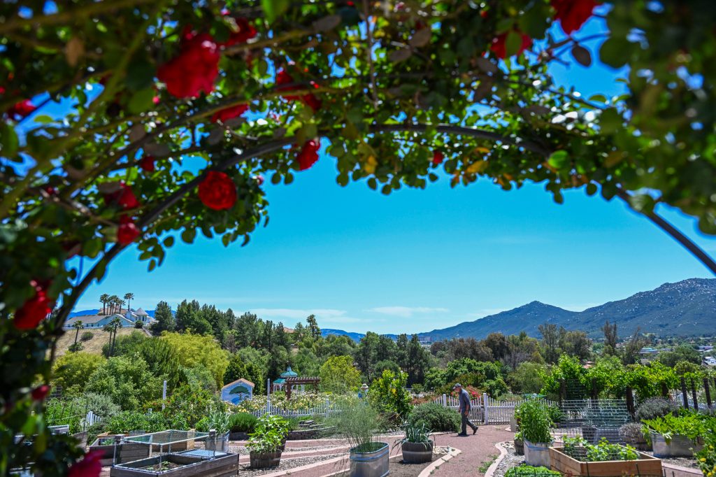 Temecula’s Rose Haven Heritage Garden in bloom for 35th year – Press Enterprise Temecula’s Rose Haven Heritage Garden in bloom for 35th year – Press Enterprise