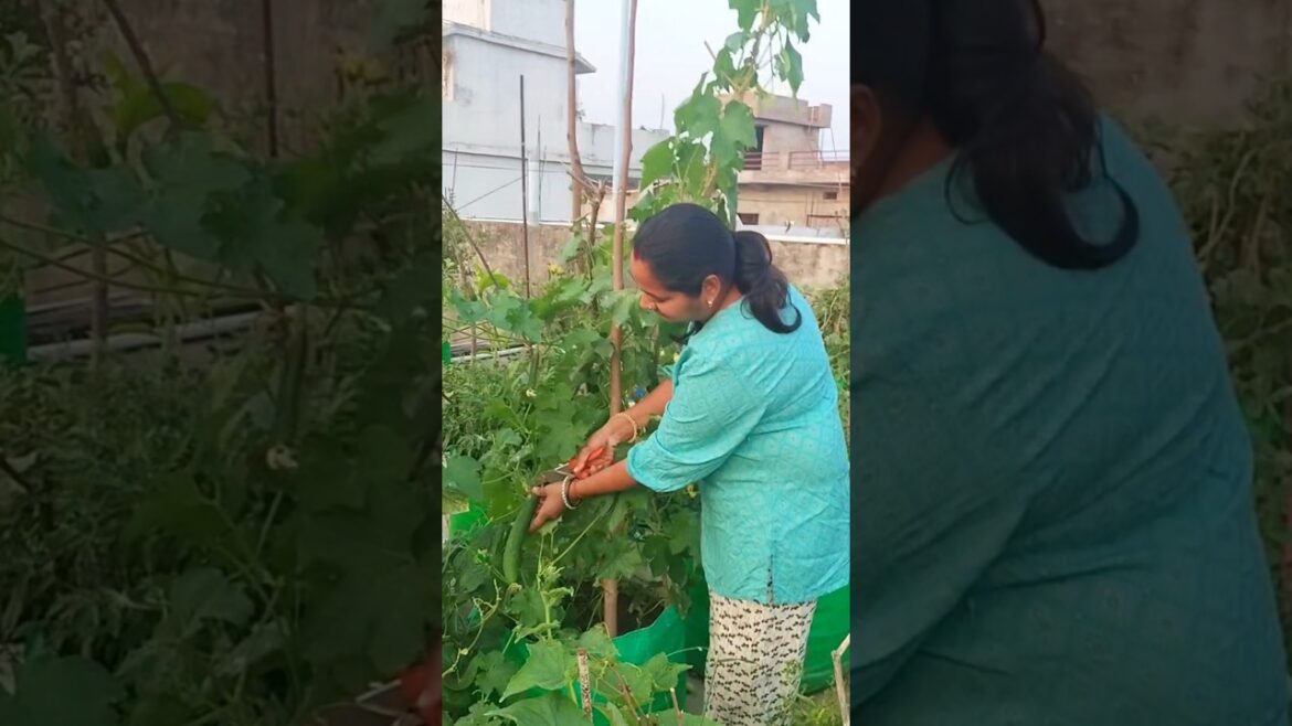 कुछ सब्जियों के बीज बार-बार नहीं खरीदने पड़ते 😲#youtubeshorts #gardening #shorts #ytshorts #bagvani कुछ सब्जियों के बीज बार-बार नहीं खरीदने पड़ते 😲#youtubeshorts #gardening #shorts #ytshorts #bagvani