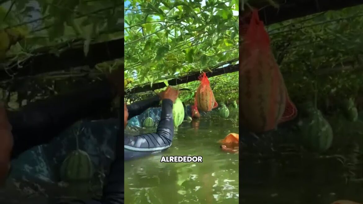 “Bangladesh’s Floating Farming Growing Vegetables in the Air with Fish Below 🌿🐟”