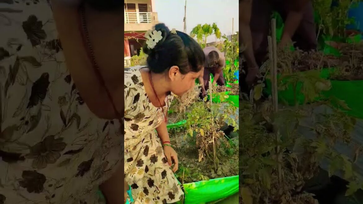 vegetable harvesting |terrace garden |kitchen garden | gardening |#shortsviral #shots #garden#plants