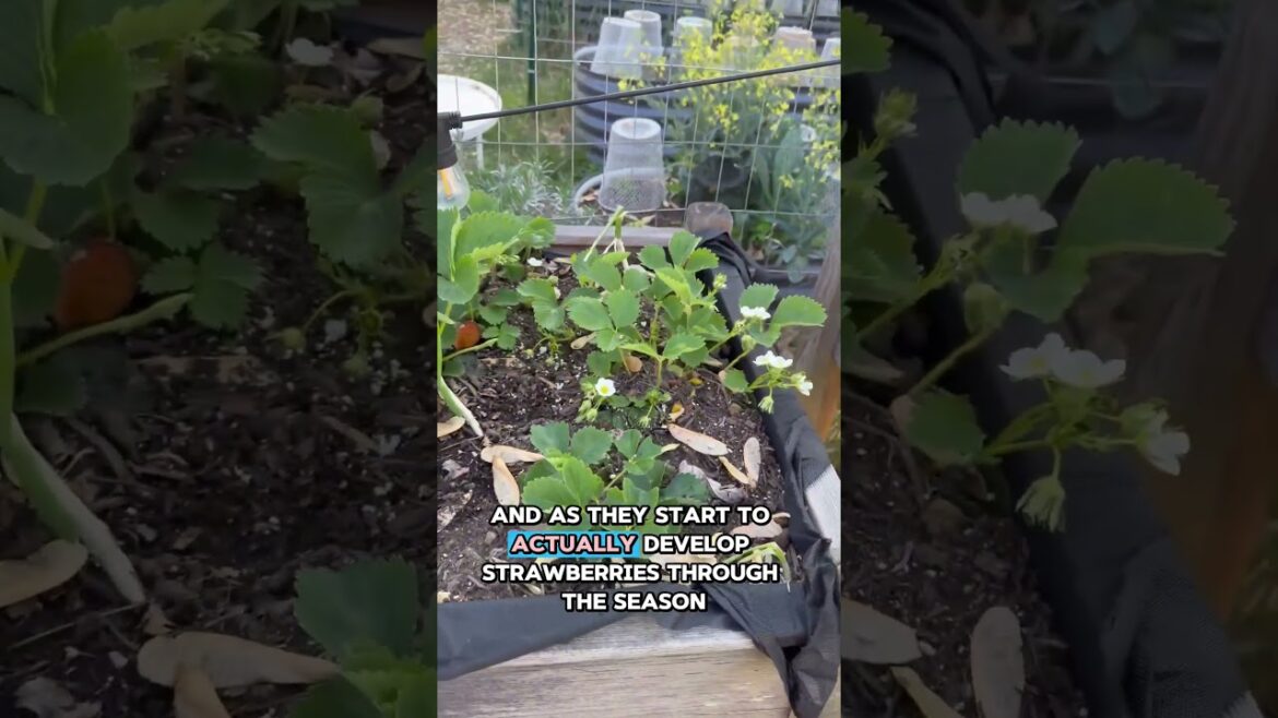 Strawberry Update 🍓 Flowers, Pollination & Simple Garden Tips Strawberry Update 🍓 Flowers, Pollination & Simple Garden Tips