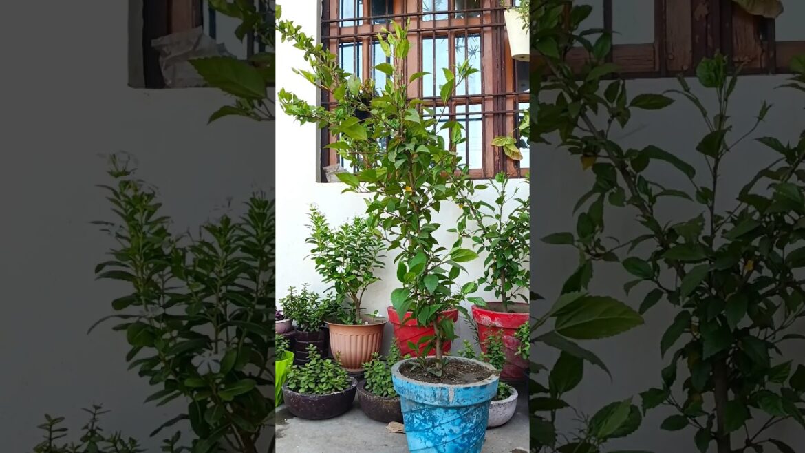 root bound hibiscus plant reporting #trending #garden #viralshorts #viral #shortvideo #shortsfeed