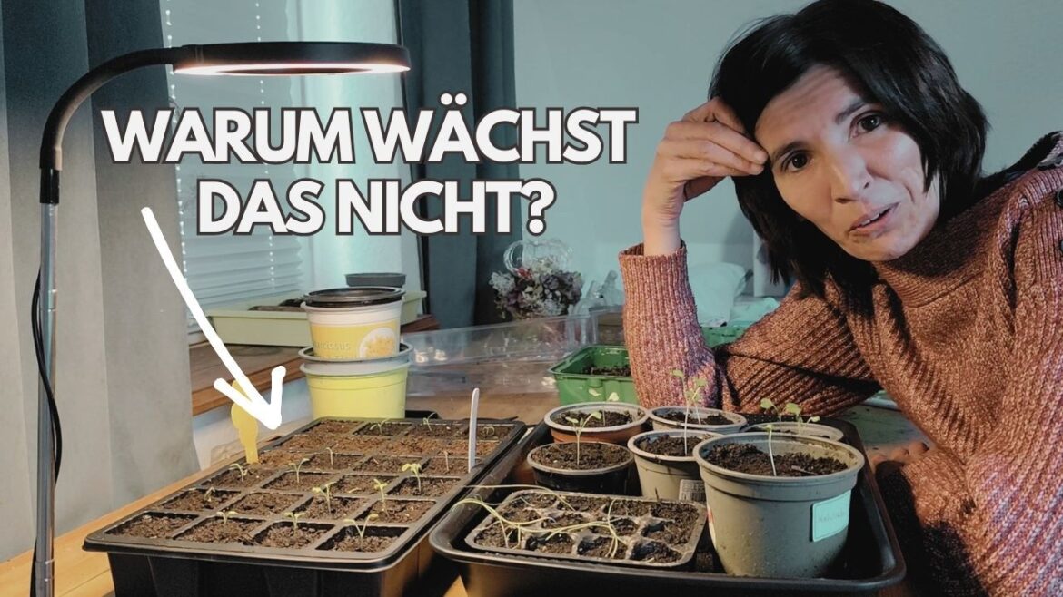 Warum wächst meine Anzucht nicht? Ich teste einen günstigen Anzuchtschrank!