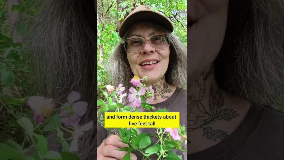 Edible Roses #foraging #gardening #nativeplants #plants #roses