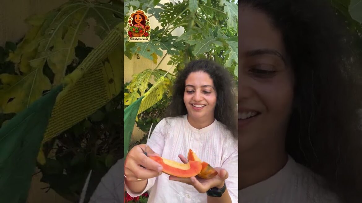 Harvesting Organic Papaya | Itni Khushi Kyun? 🥭✨ Harvesting Organic Papaya | Itni Khushi Kyun? 🥭✨
