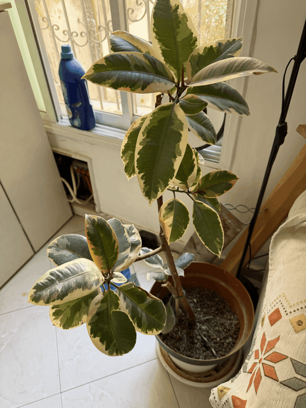 Plant turning yellow, how do I save it? Plant turning yellow, how do I save it?
