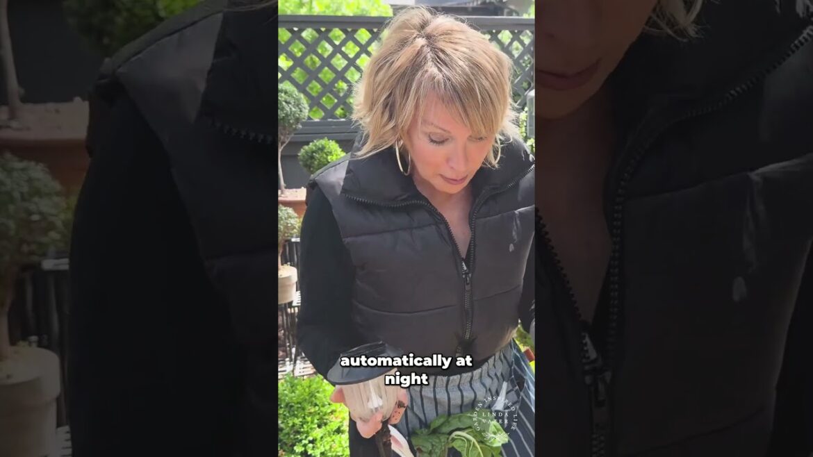 Garden Frustrations Solved Simple Solar Light Fix! #garden #lifestylevlog #landscapedesign Garden Frustrations Solved Simple Solar Light Fix! #garden #lifestylevlog #landscapedesign