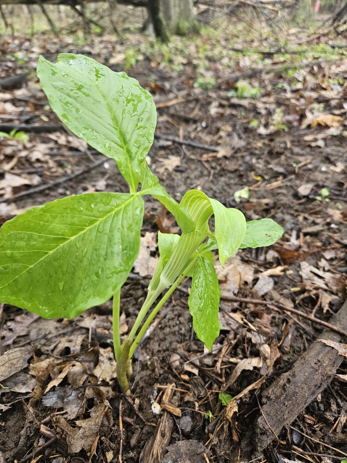 Jack-in-the-pulpit spotted 🚨