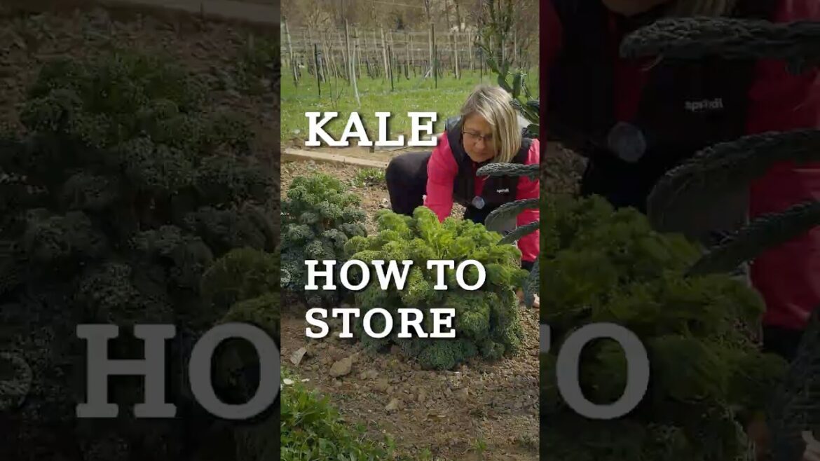 Kale – The Best Way to Store and Preserve it! Kale - The Best Way to Store and Preserve it!