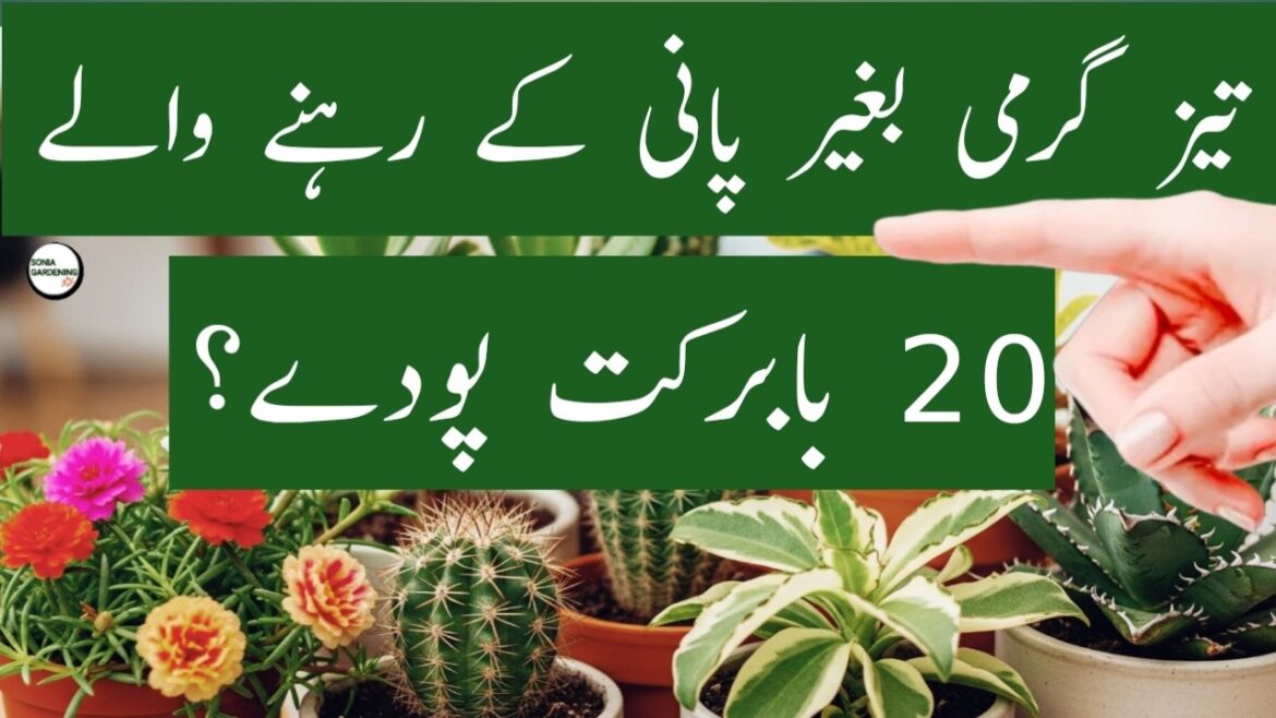 20 Low Water Plants That Thrive Without Daily Care | Best Easy Indoor Plants for Home 20 Low Water Plants That Thrive Without Daily Care | Best Easy Indoor Plants for Home