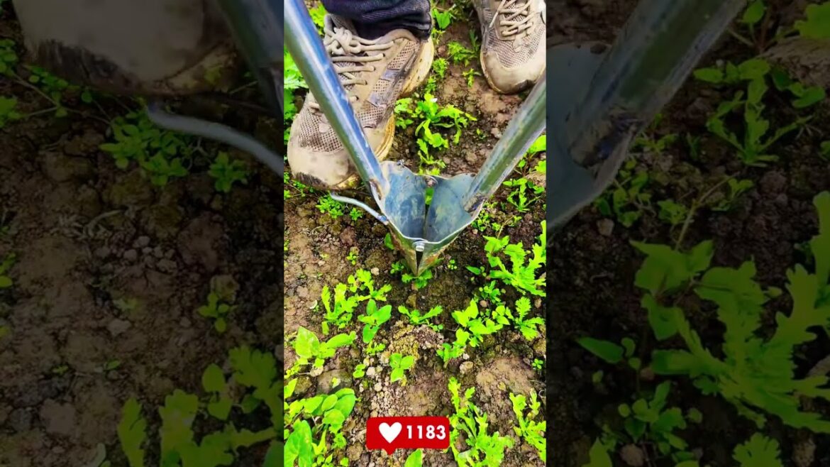 Seedling Transplanter Hack 🥬✨! Root Protection Tool ✅🏡