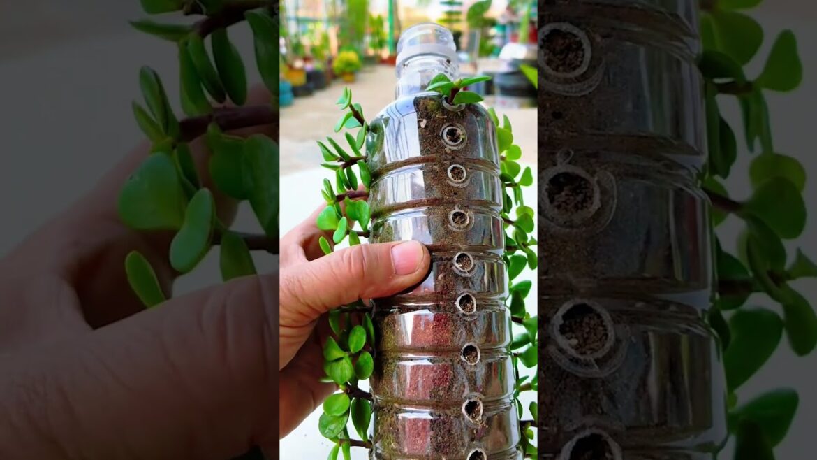 Amazing DIY Plastic Bottle Planters for Succulents! ♻️🌵