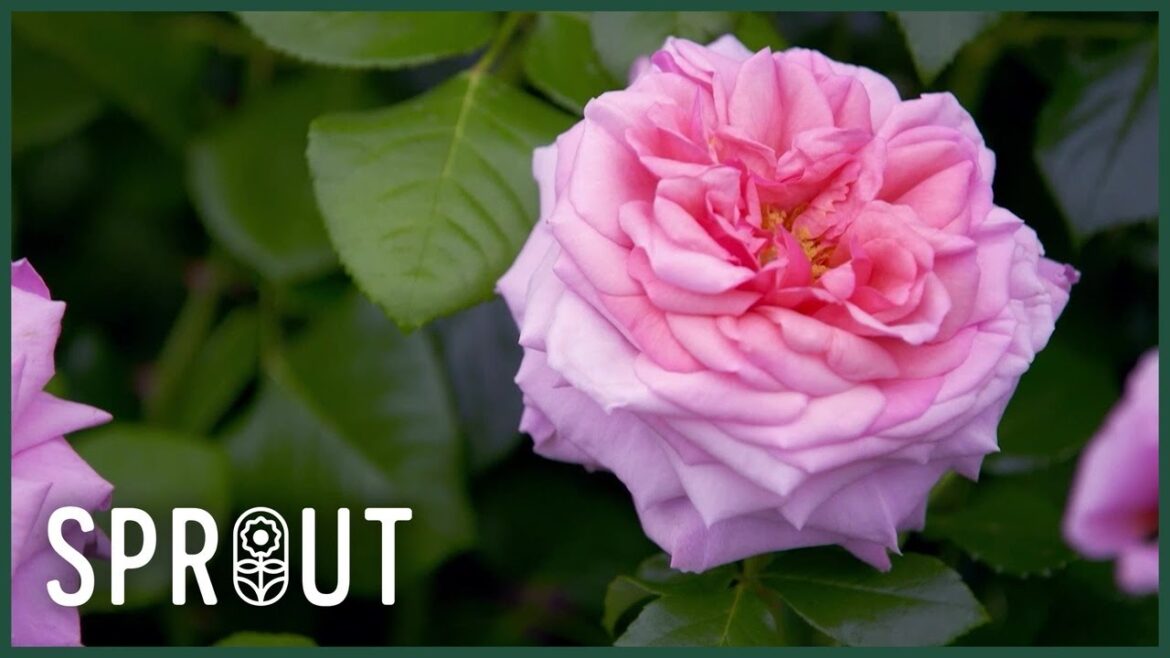 Summer Rose Care and Garden Inspiration – Top Tips from Gardener’s World Summer Rose Care and Garden Inspiration - Top Tips from Gardener's World