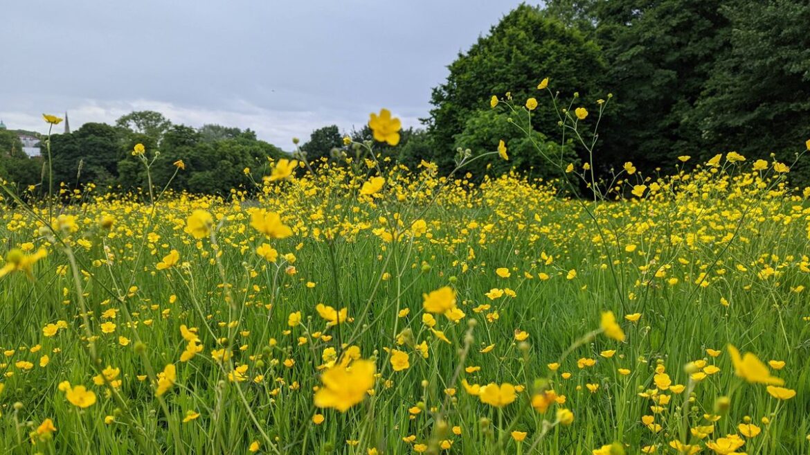 Gardeners told ‘do not mow lawn in May’ Daily Record