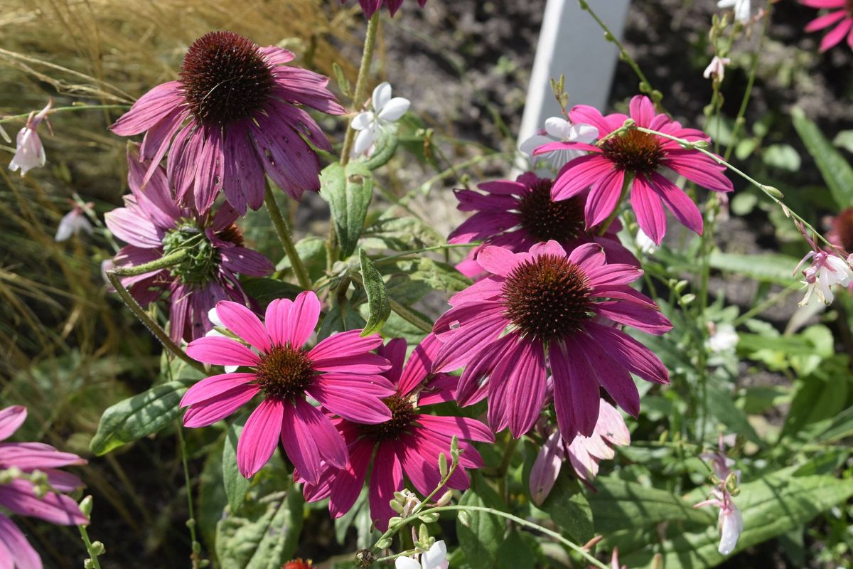 Bright colors amid summer greenery in the sunlight