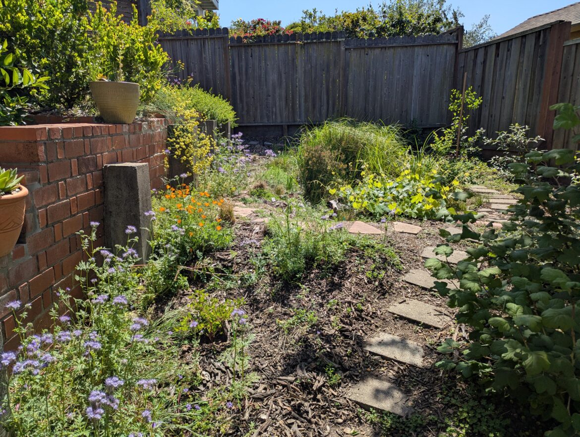 The rain garden is in full flower!