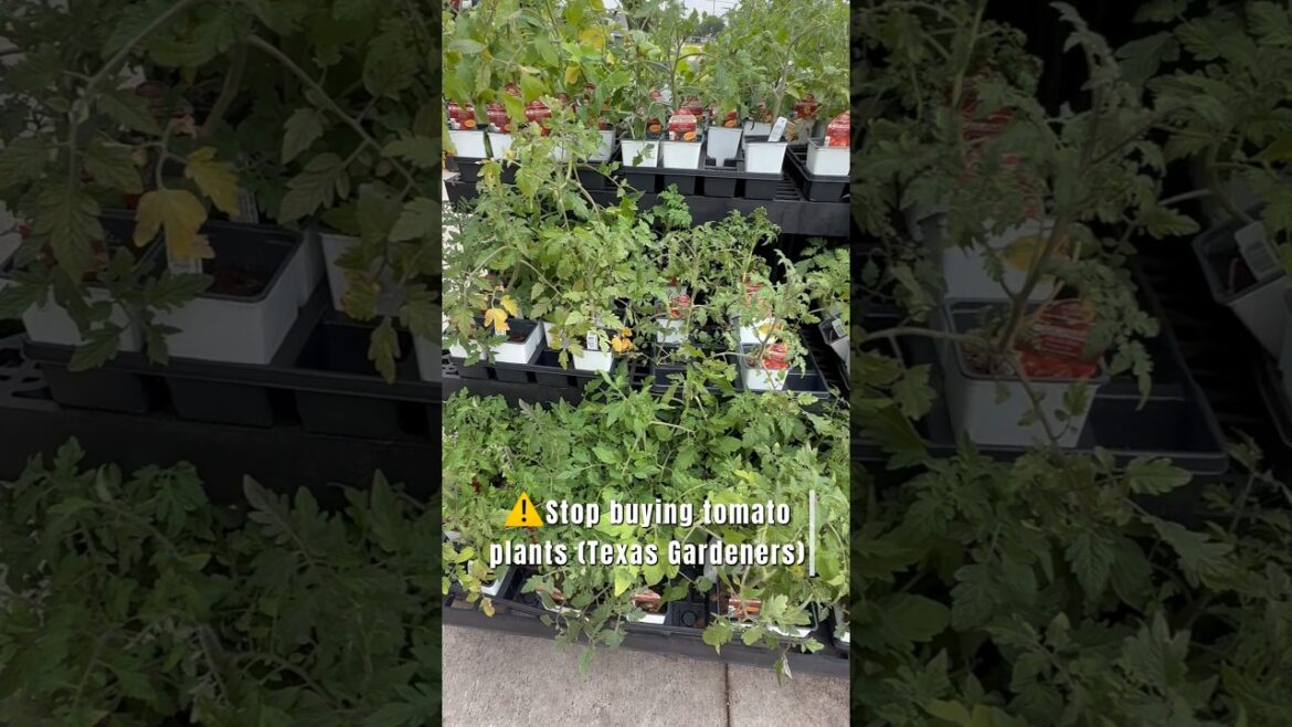 ⚠️Don’t plant tomatoes this late (Texas and Warm climates) ⚠️Don’t plant tomatoes this late (Texas and Warm climates)