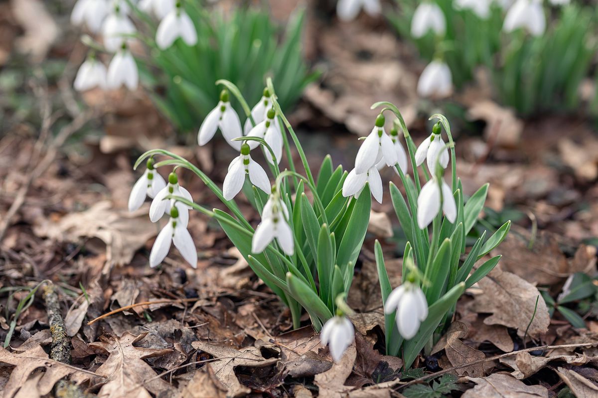 Snowdrops