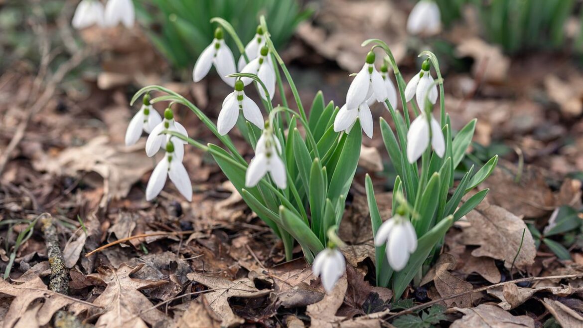 Gardeners’ World’s Carol Klein’s trick to growing perfect snowdrops Daily Mirror