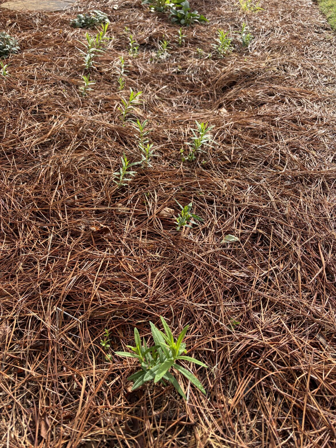 Butterfly weed seedlings