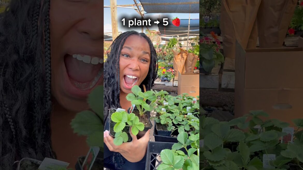 How to Turn 1 Strawberry Plant Into 5 🍓 #backyardgarden #beginnergardening #gardeningtips