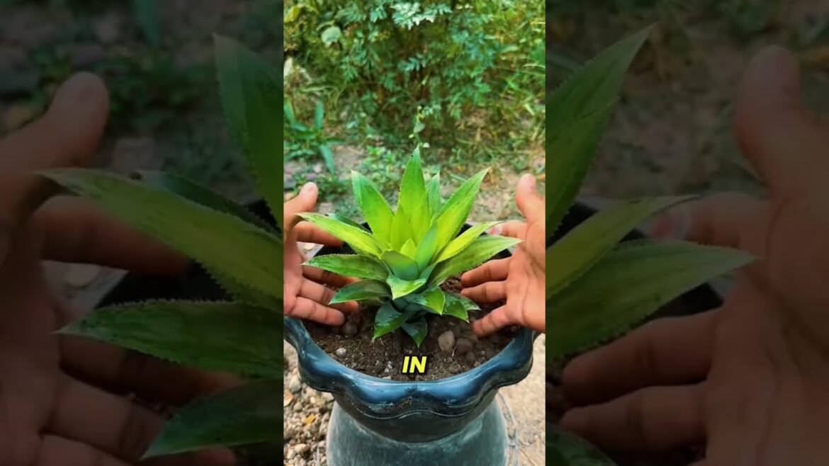Amazing Pineapple Growing Hack 😱🍍🌱
