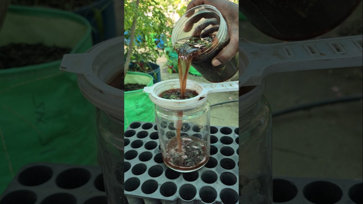 Beneficial Of Papaya Leaves For Plants Growth#shortvideo #garden #gardening #farming #boogarden