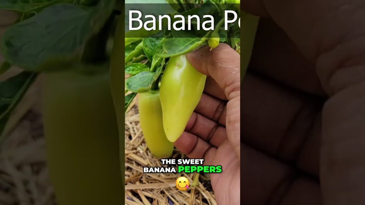 California Gardening: Why You SHOULD Overwinter Your Peppers! 🌶️ Why You SHOULD Overwinter Your Peppers! 🌶️