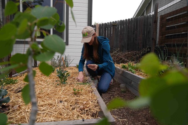 Heather Grady plants onions Thursday, April 9, 2026, in Denver. (AP photo/Brittany Peterson)