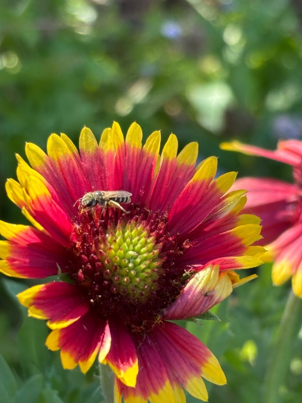 West Texas patio butterfly garden plants and design tips An Indian Blanket can serve as a 'filler,' filling gaps between the 'thrillers' and 'spillers.'