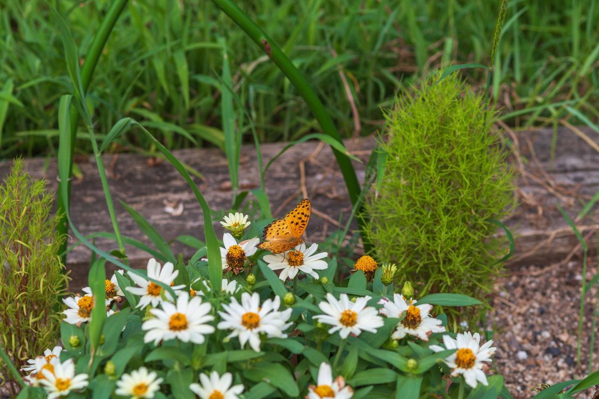 Fritillary Butterfly Resting on Zinnia Flower