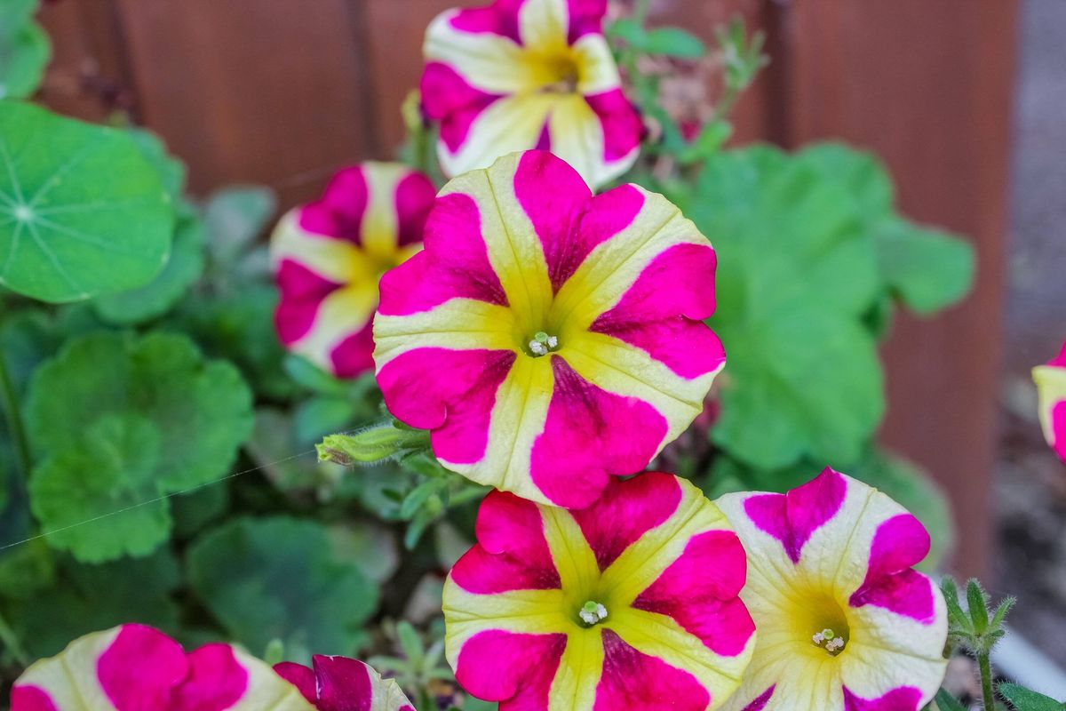 A vibrant cluster of pink and yellow striped petunias blooms against lush green foliage, showcasing nature's bold, symmetrical starburst patterns.