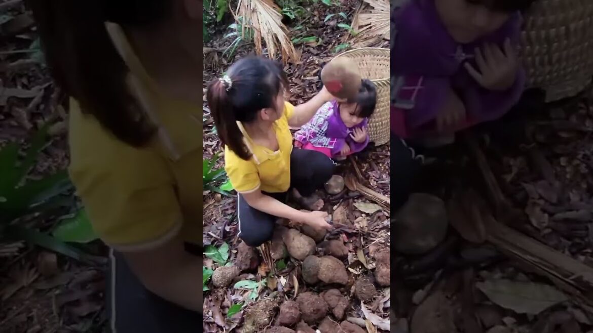 Single Mother Harvesting brown tubers to sell - Vegetable gardening #singlemomlife #realstory part 2