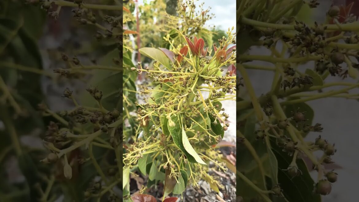 April 26, 2026 BEST AVOCADO TREE FOR SMALL BACKYARD GROWIN IN PASO ROBLES ZONE 9A CA