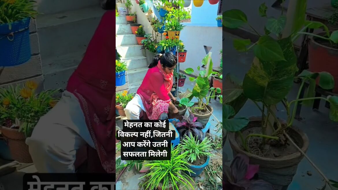#mydailygardeningwork #hardwork #indoorplants decoration idea's #gardendecorations #homedecor#shorts