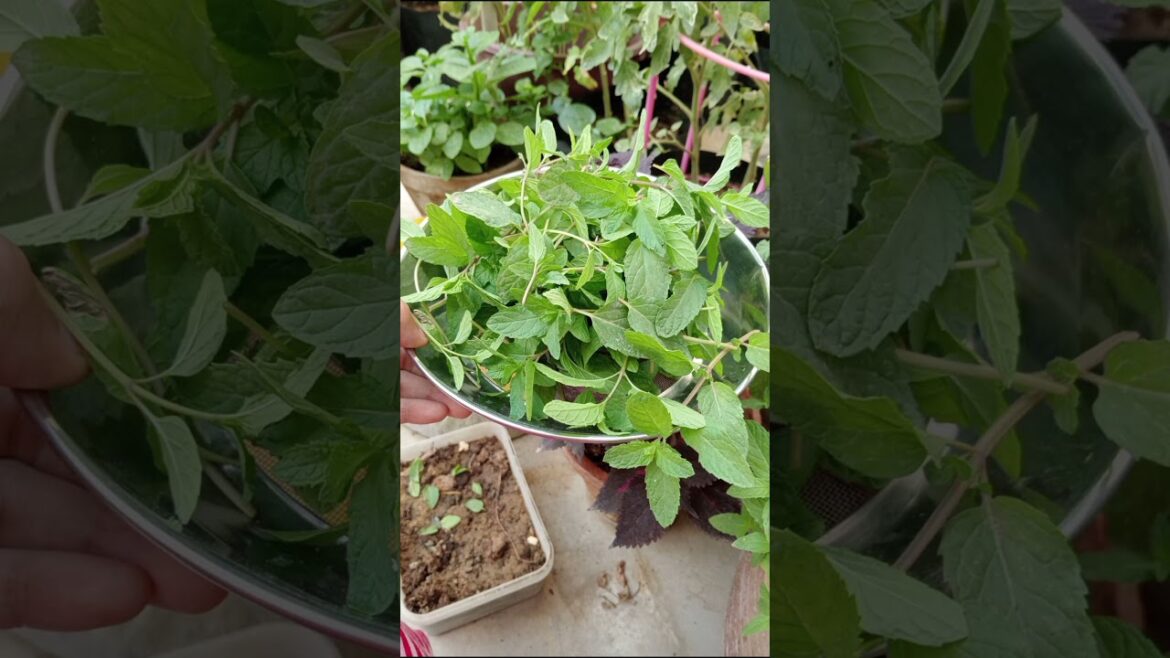 Organic mint from my garden 🍀 #mint #homegardening #homegarden #trending #trendingshorts #sabzi Organic mint from my garden 🍀 #mint #homegardening #homegarden #trending #trendingshorts #sabzi